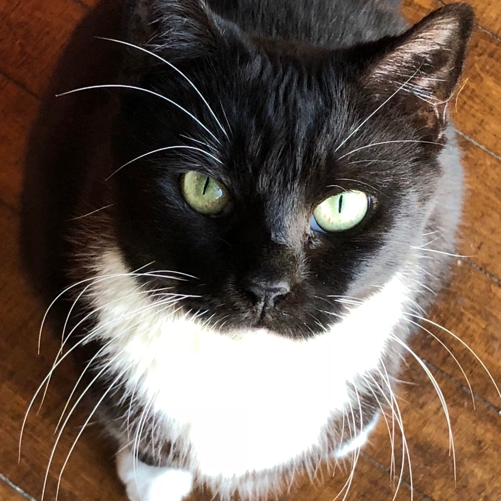 Meet your Posher, Kali